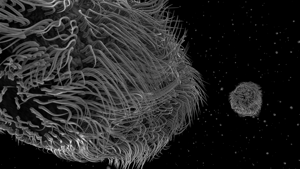 nanocam-documental-el-exilio-paramecium-aurelia-1280x720-rgb